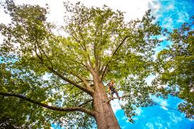 Best Tree and Shrub Care  in Commerce, CA
