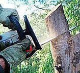 Best Tree Risk Assessment  in Commerce, CA