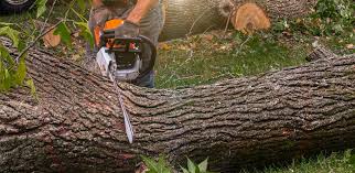 Best Lawn Grading and Leveling  in Commerce, CA
