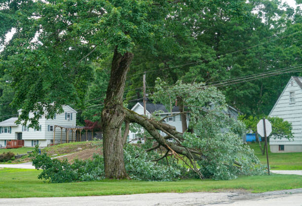 Best Hazardous Tree Removal  in Commerce, CA