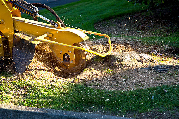 Best Lawn Watering Services  in Commerce, CA